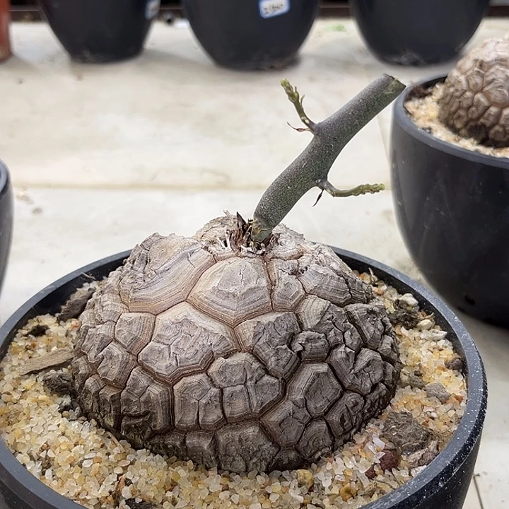 汤圆植物龟甲龙12.8公分