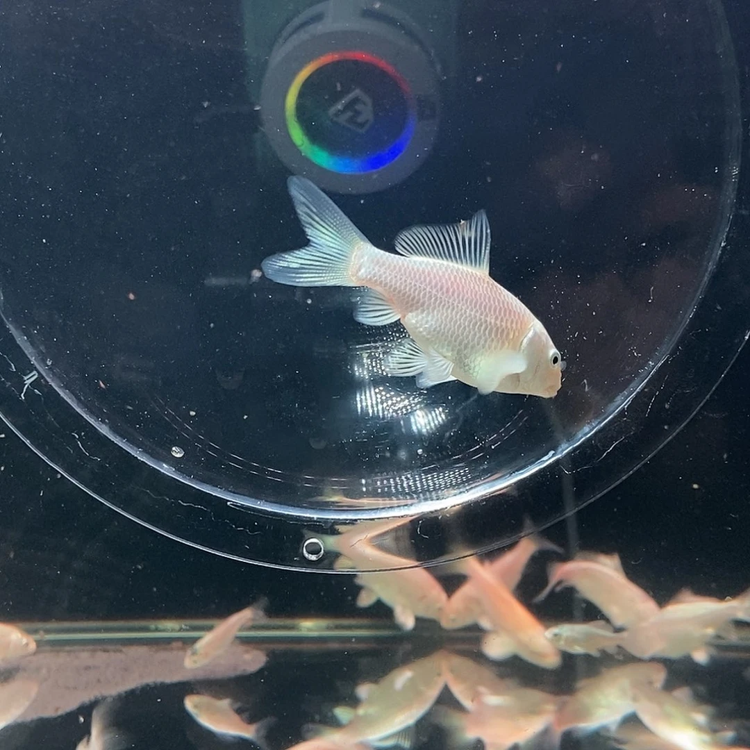 蝴蝶鲤鱼九鲤蝴蝶鲤7公分