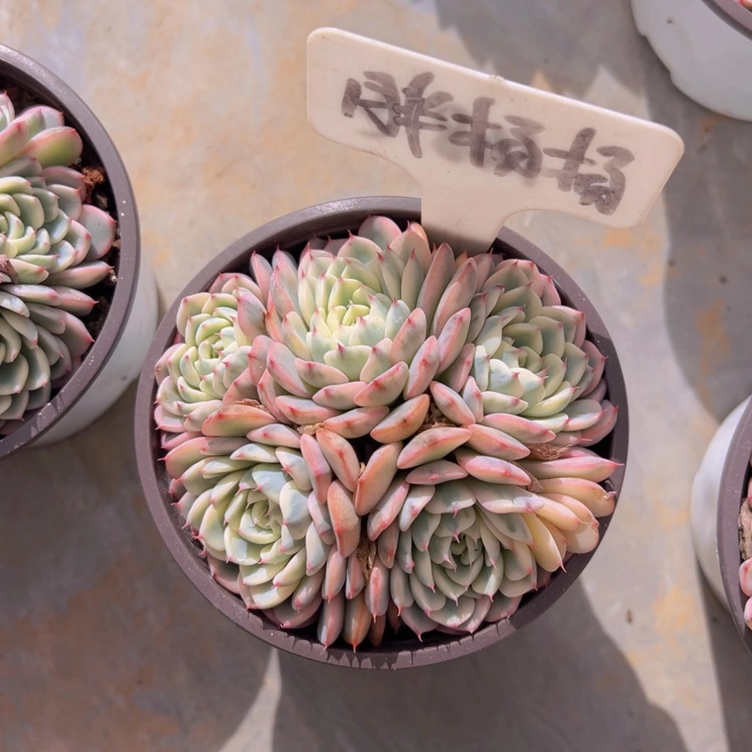 香玉的故事是一个人的