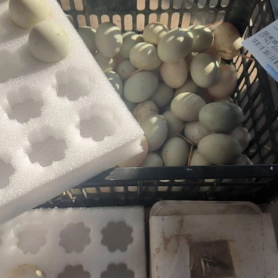 ღ***⁵包装中国大陆1500鸭蛋