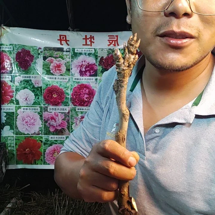 当前无花栽培后可以开花芳季........