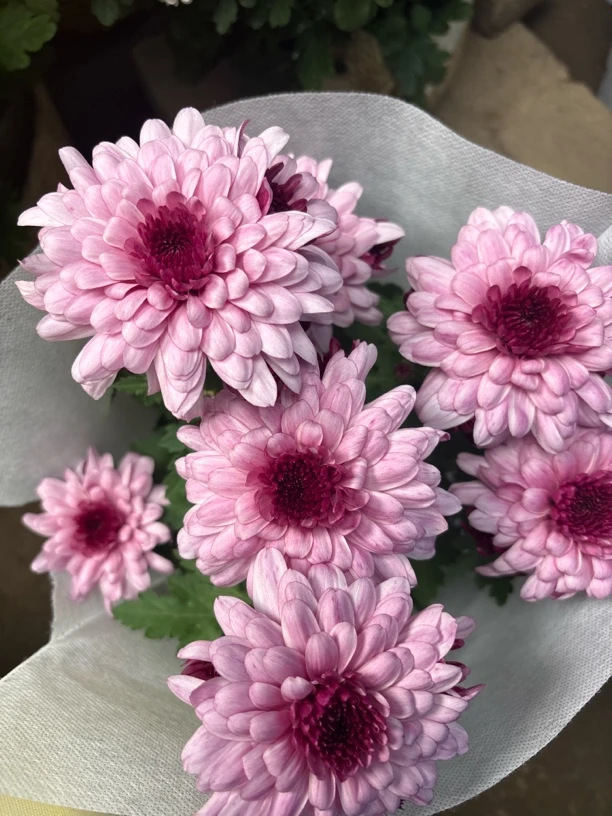 小雏菊（梦幻粉水晶）阳台庭院盆栽景观花卉