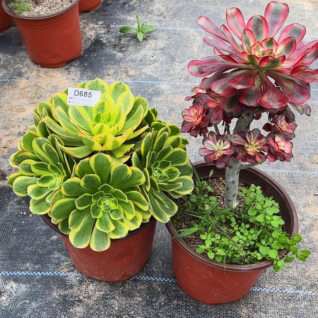 多肉植物685两小颗