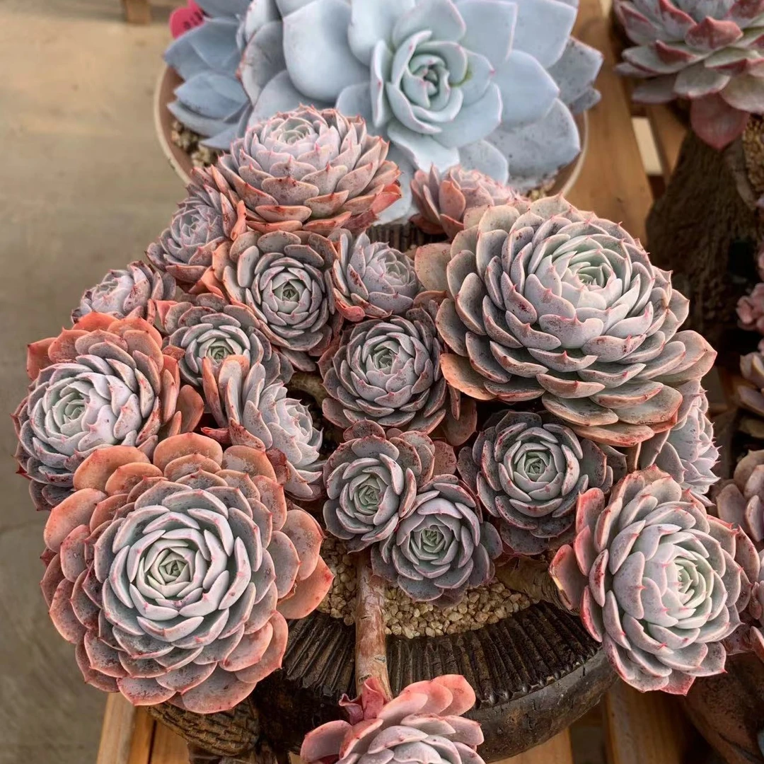 天赐朵朵群生，晴天精品多肉