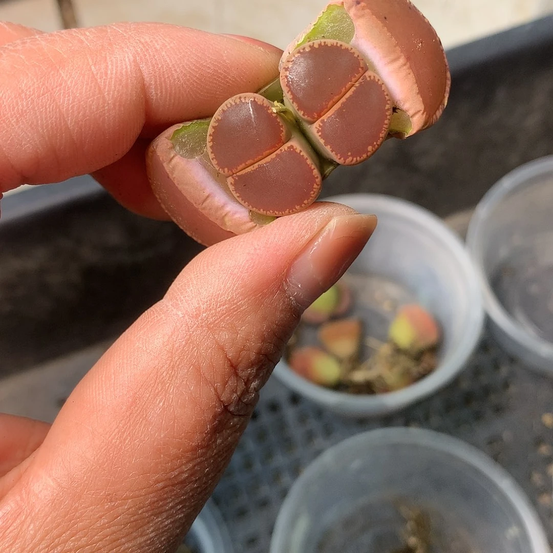 E390多肉植物保护研究所