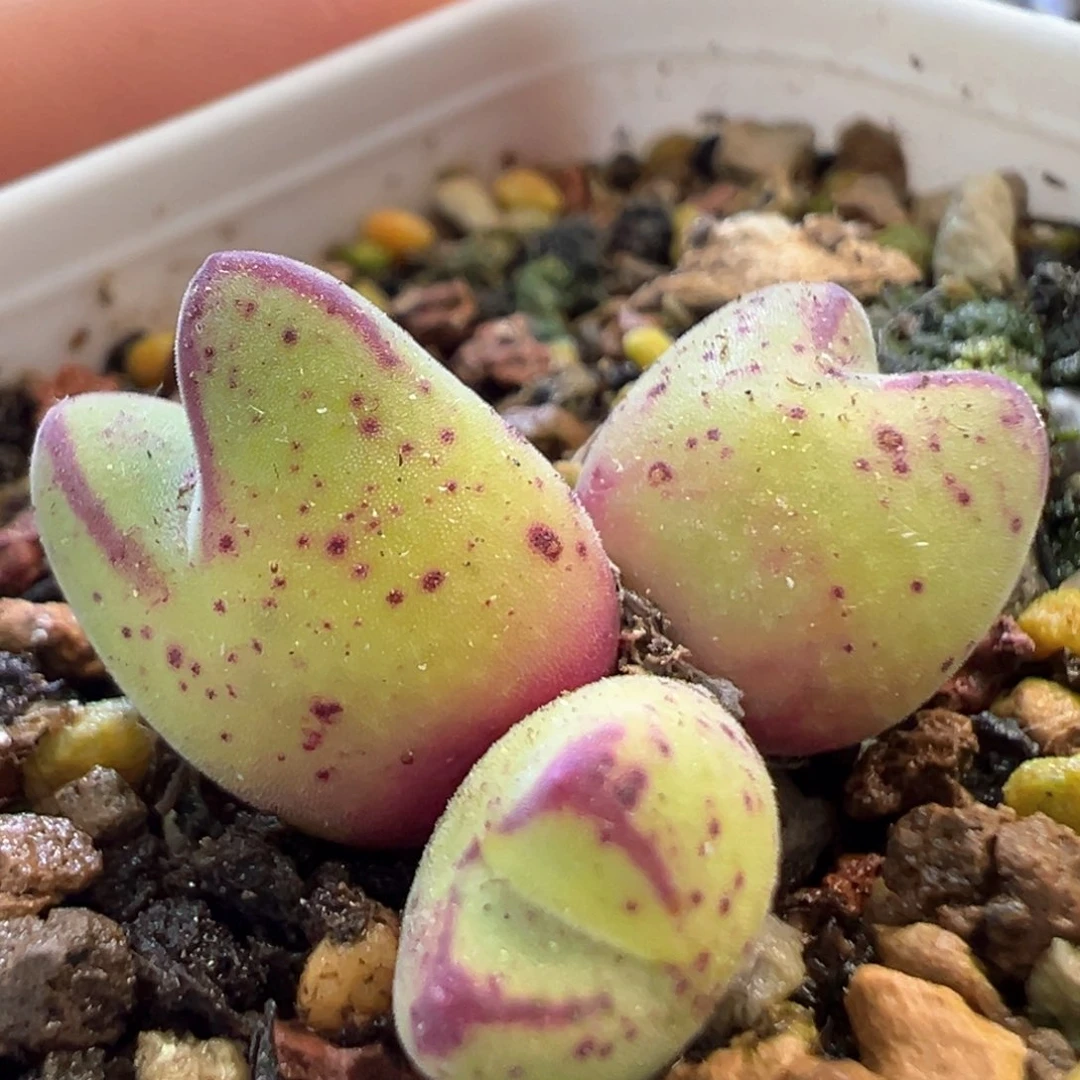 美猪蹄 肉锥植物