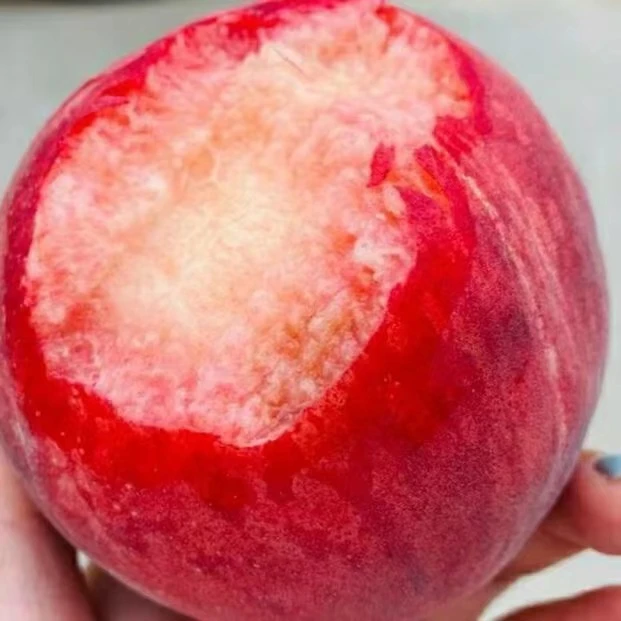 山东蒙阴春雪水蜜桃 血丝蜜桃  脆爽酸甜  软硬都好吃 新鲜采摘