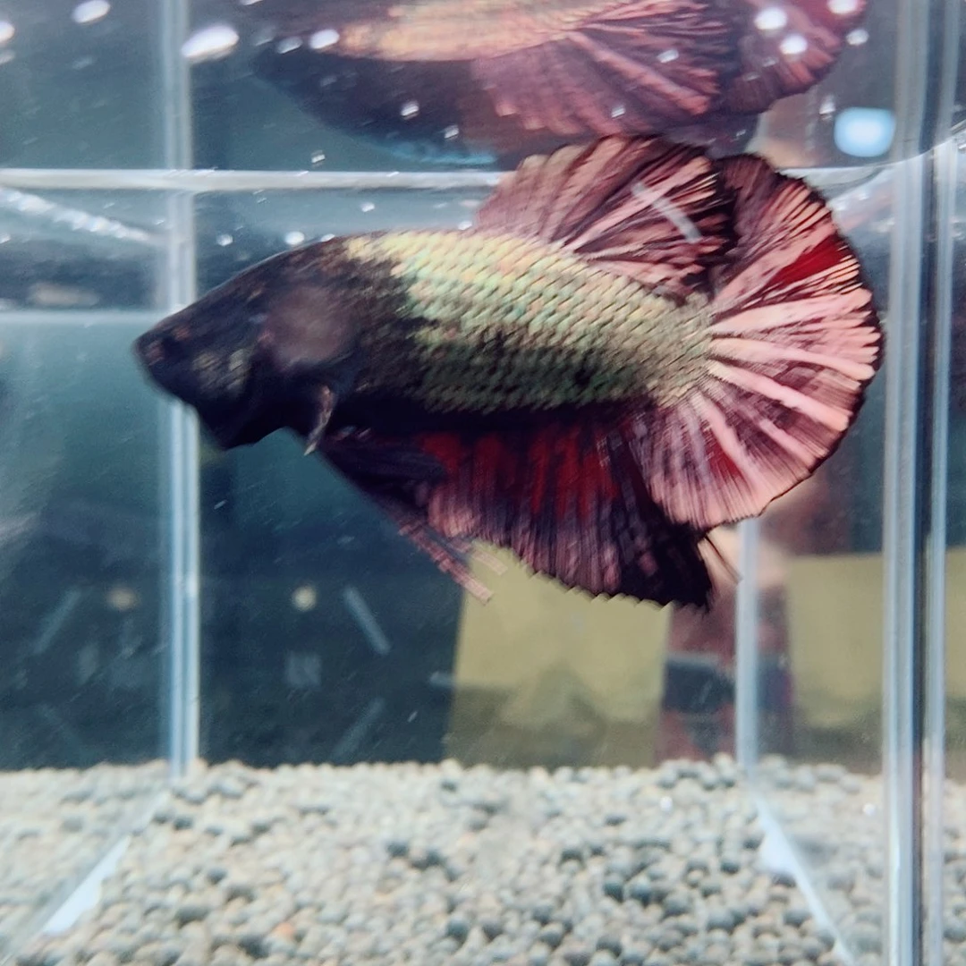 黑83号巨斗将军的