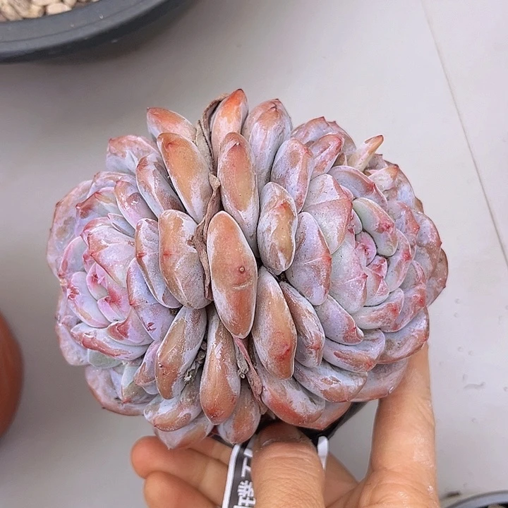 石榴籽2469多肉植物