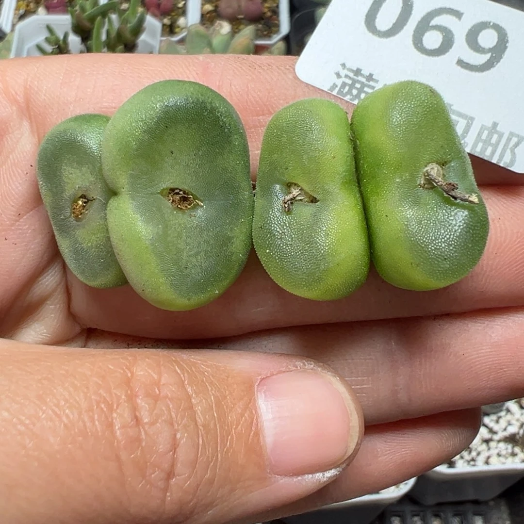 【闪购商品】069……