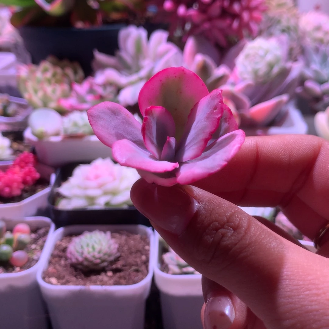 狂野男爵覆轮锦有杆子