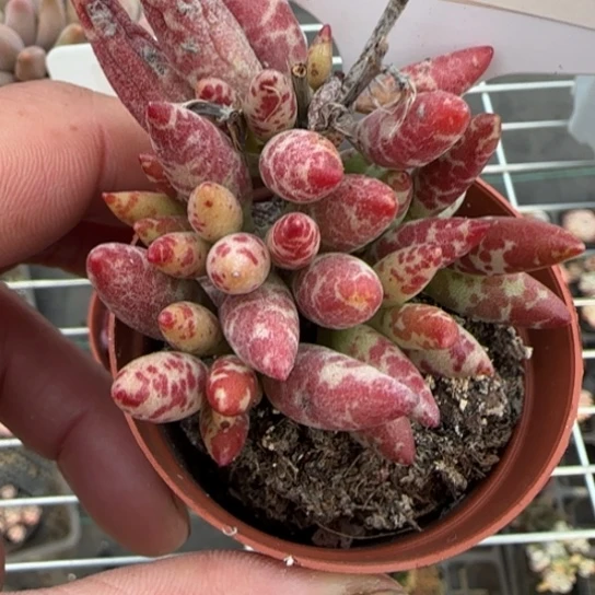 36梅花鹿多肉一物一拍