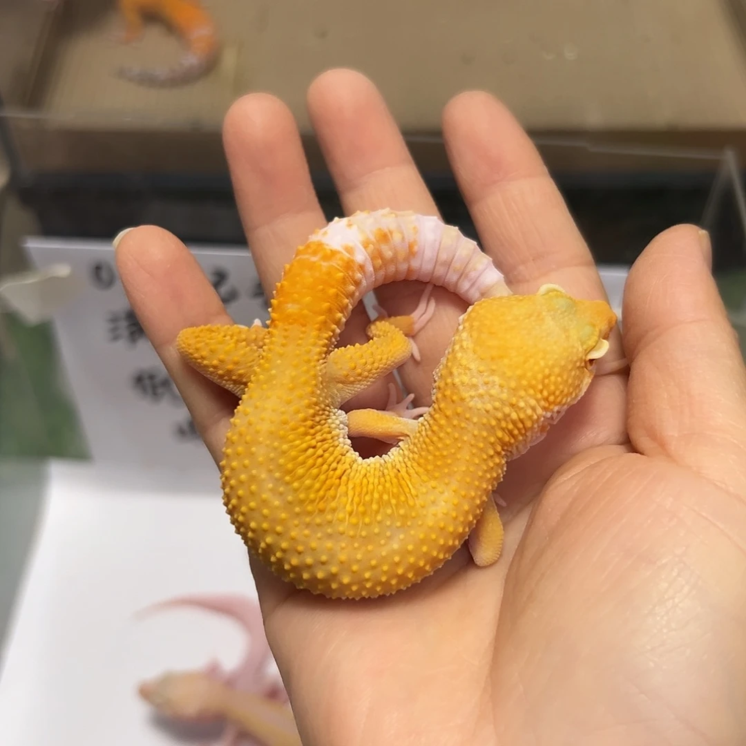 豹纹守宫豹纹守宫