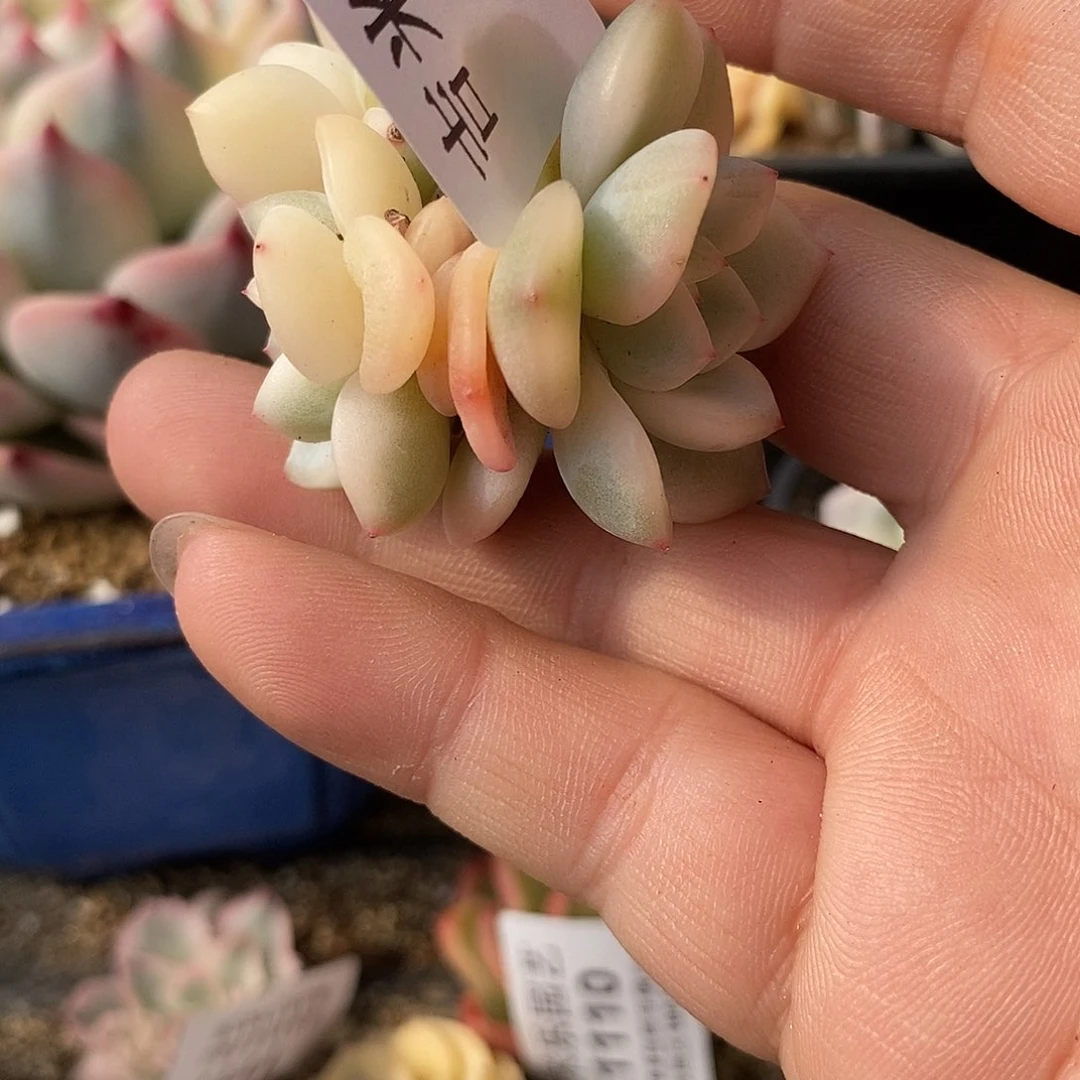 1112梦露锦多肉植物哇啦塞