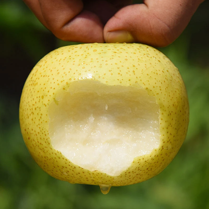 砀山酥梨皮薄多汁老树梨批发当季新鲜水果梨子爆甜酥脆