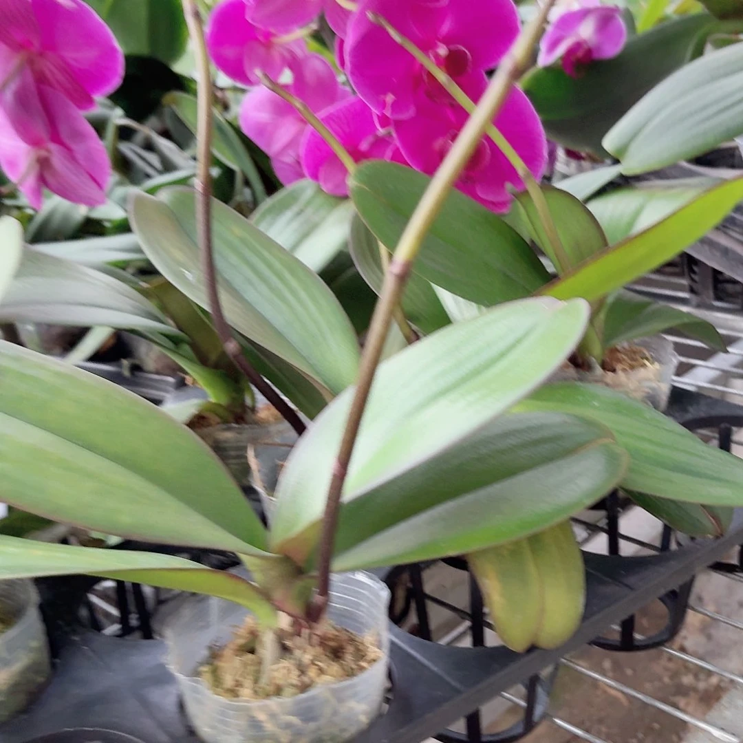 无花朵红玛瑙带花剑2.5杯2颗叶片易开裂