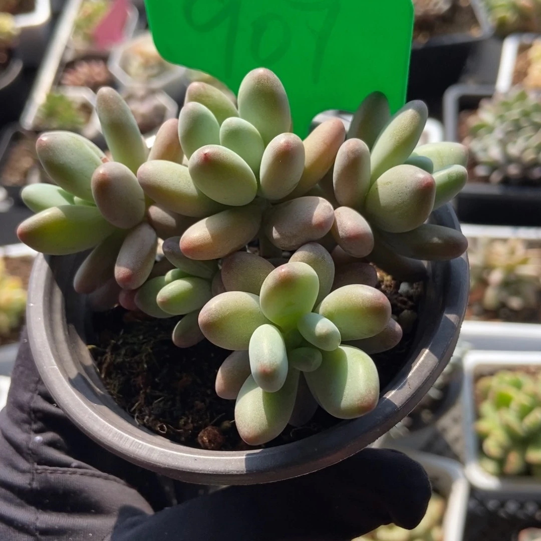 907苹果奶多肉植物保护