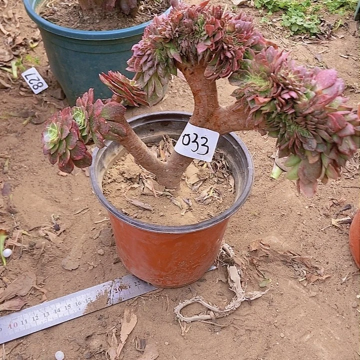 033万黄缀化老板子