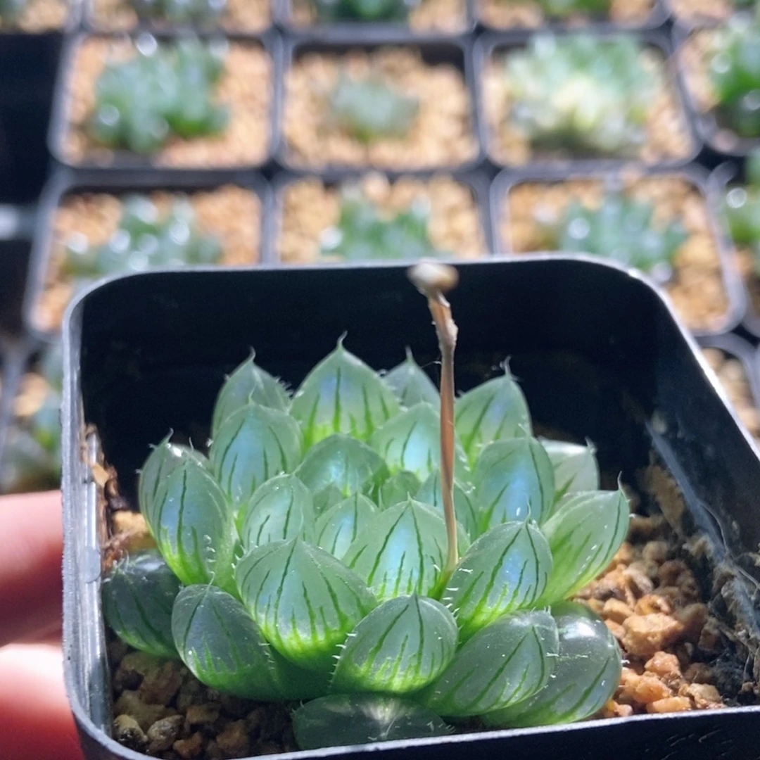 901号实生玉露多肉植物