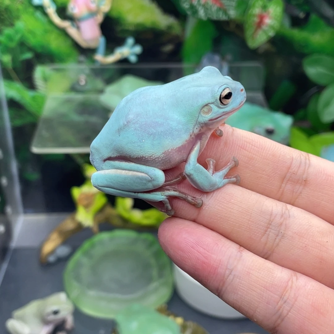 大***成老爷树蛙专拍蛙蛙