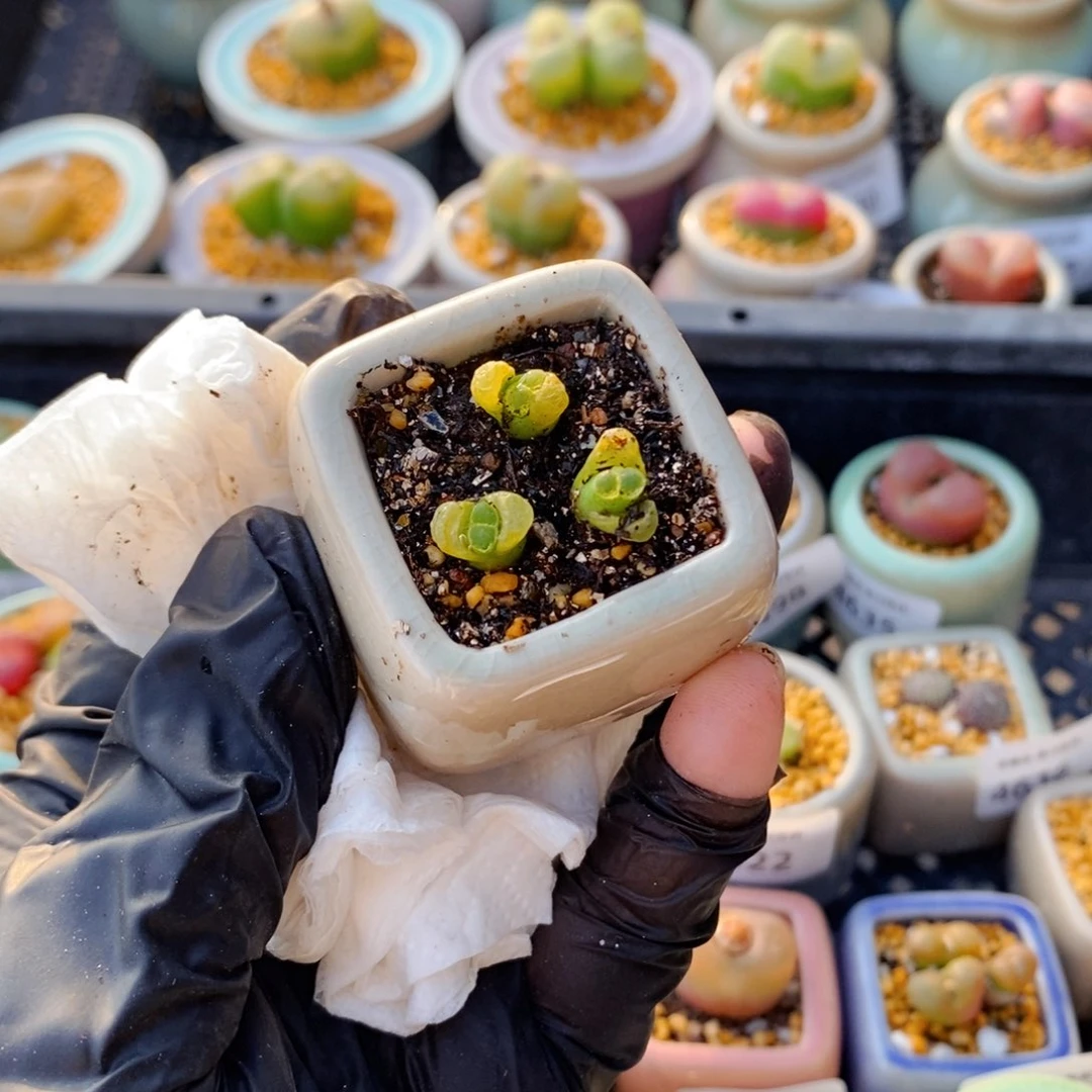 咚*恰4649-一物一拍 带盆