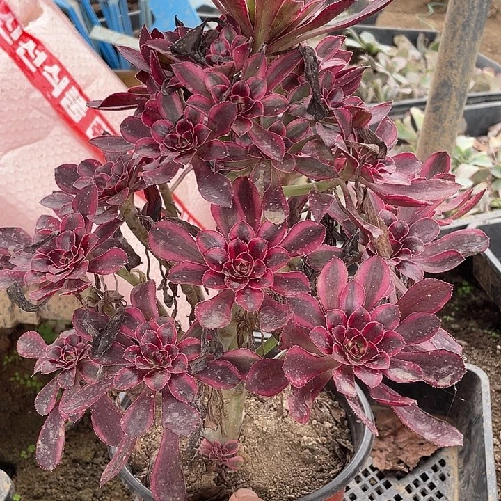 405香奈儿多肉植物法师