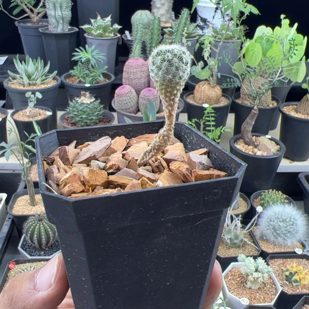 美针玉实生一物一拍带盆发