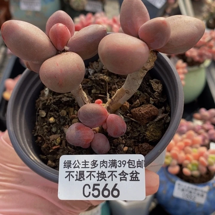 糖果美人老桩肥炸叶566多肉植物