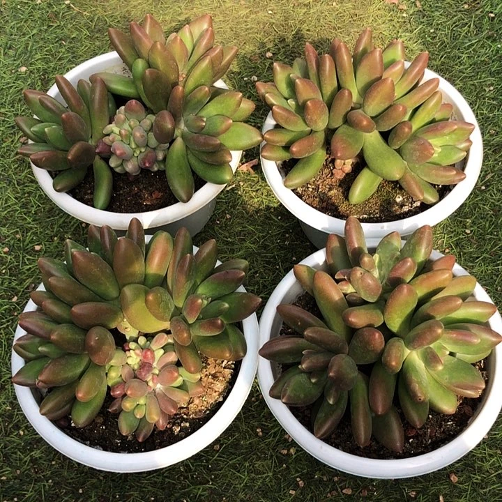 芒果奶大群多肉植物