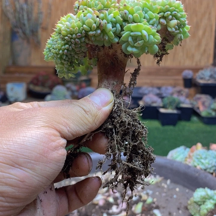 小***妈935 号白胖子多肉植物