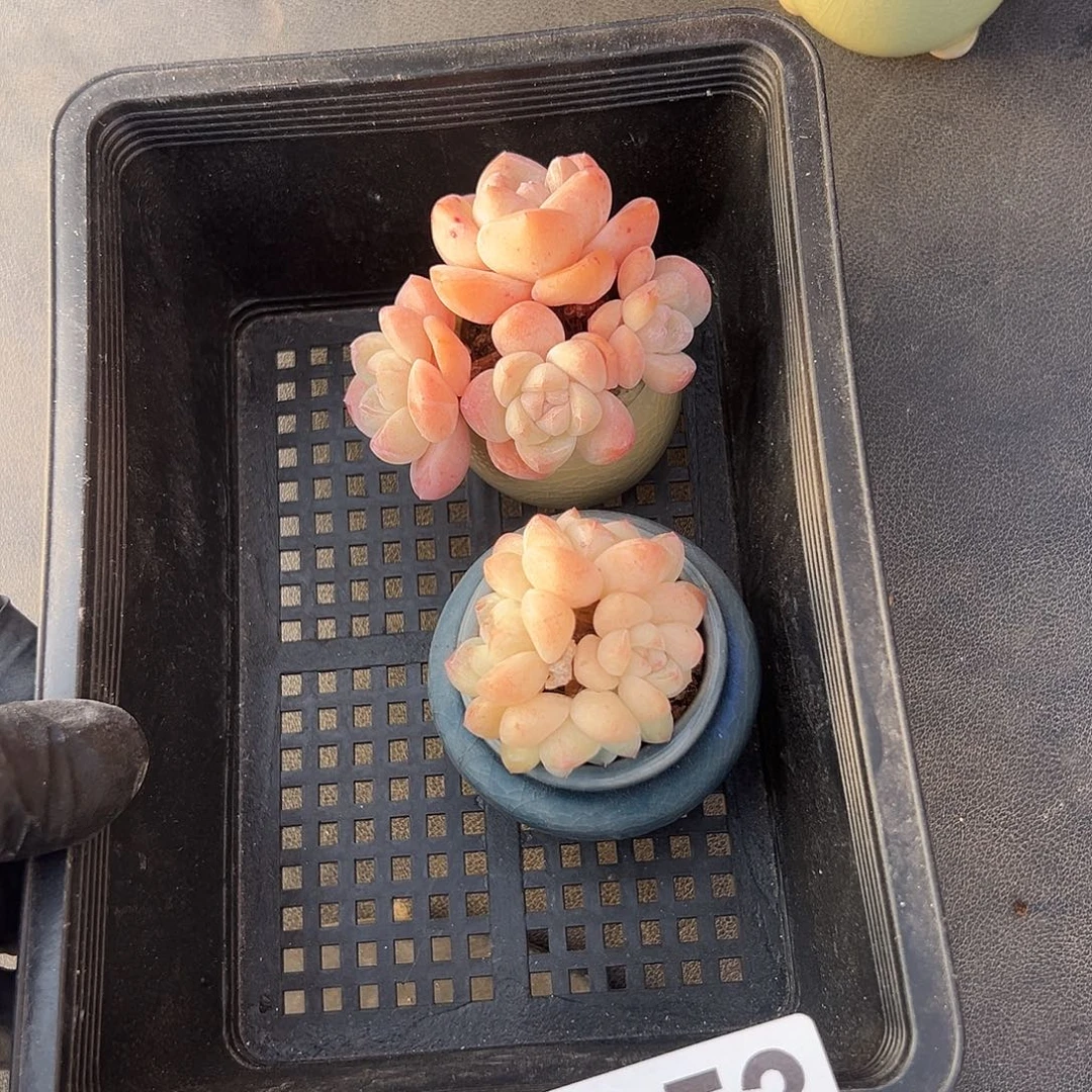 2953，俩个四头冰玉带盆发