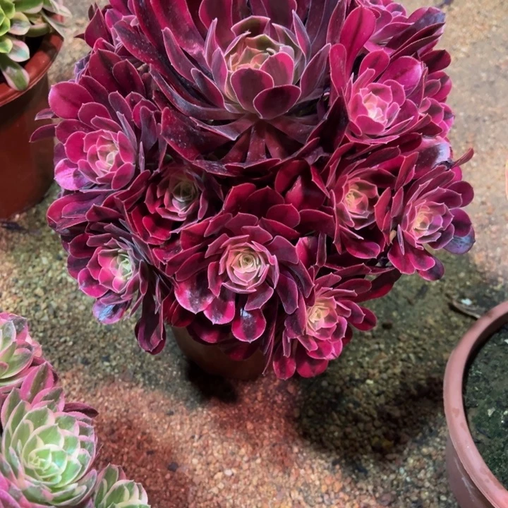 美杜莎202多肉植物