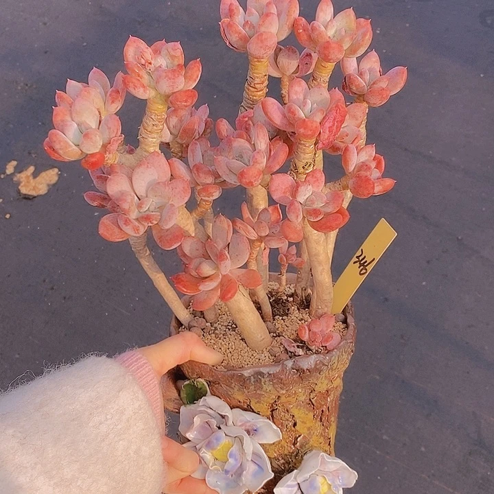 349开播福利多肉植物老桩