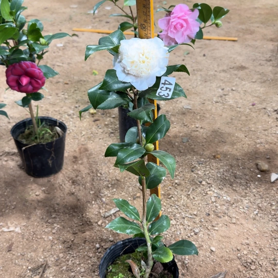 少量花朵（建议范围：2朵-5朵 或40%以下）453黄绣球