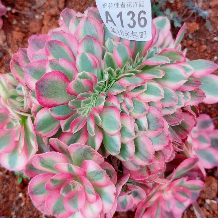 多肉法师荔枝朵朵