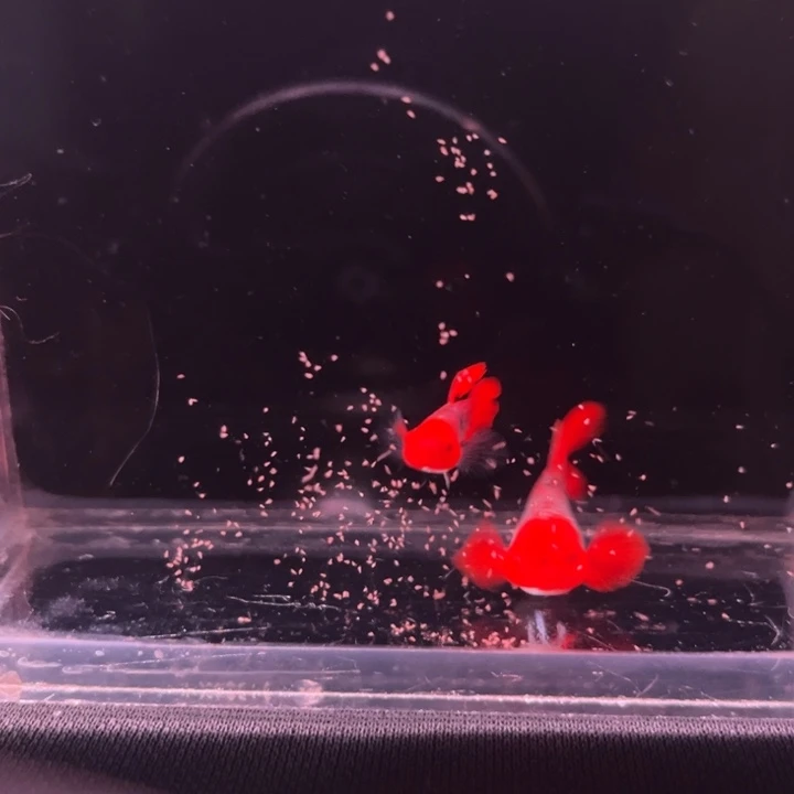 孔雀鱼精品深海蓝球1对