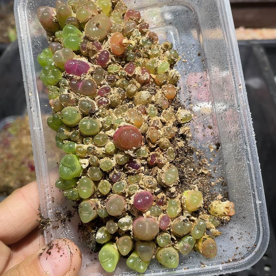 238当天凑满十八元包邮生石花