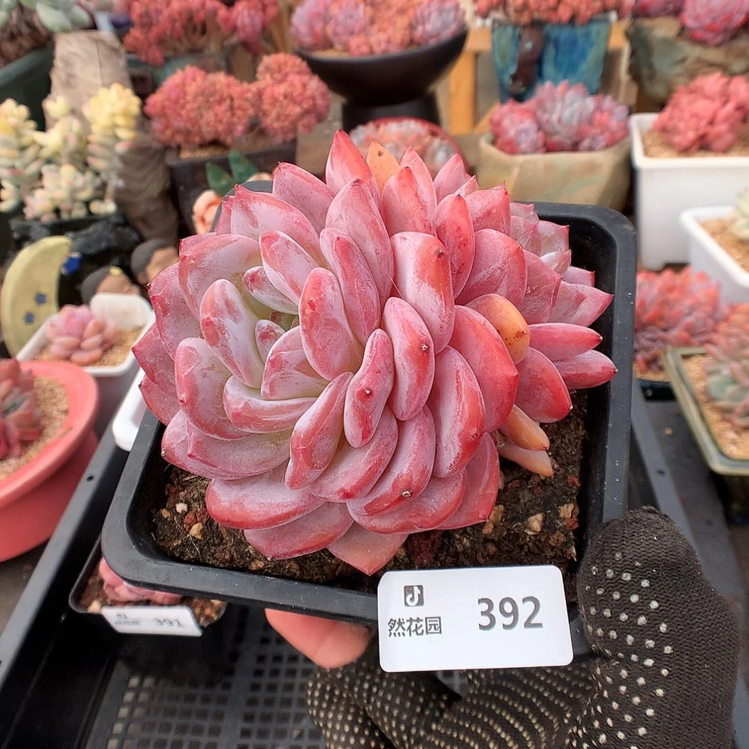 392玫瑰梦露多肉植物6666