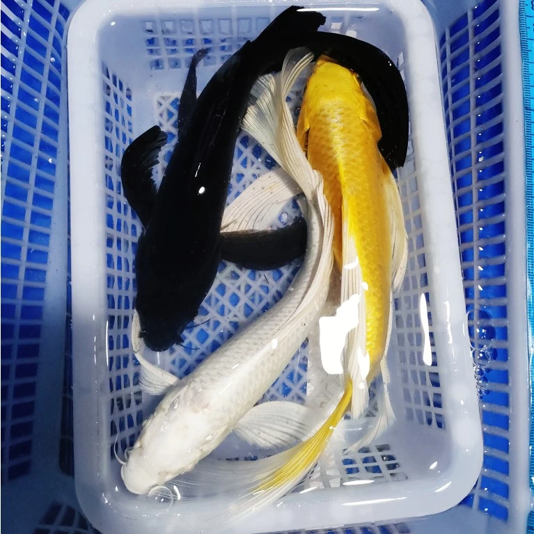 4号【1黄1白1黑】14-17公分 纯锦鲤组合冷水鱼好养耐活 黄金锦鲤