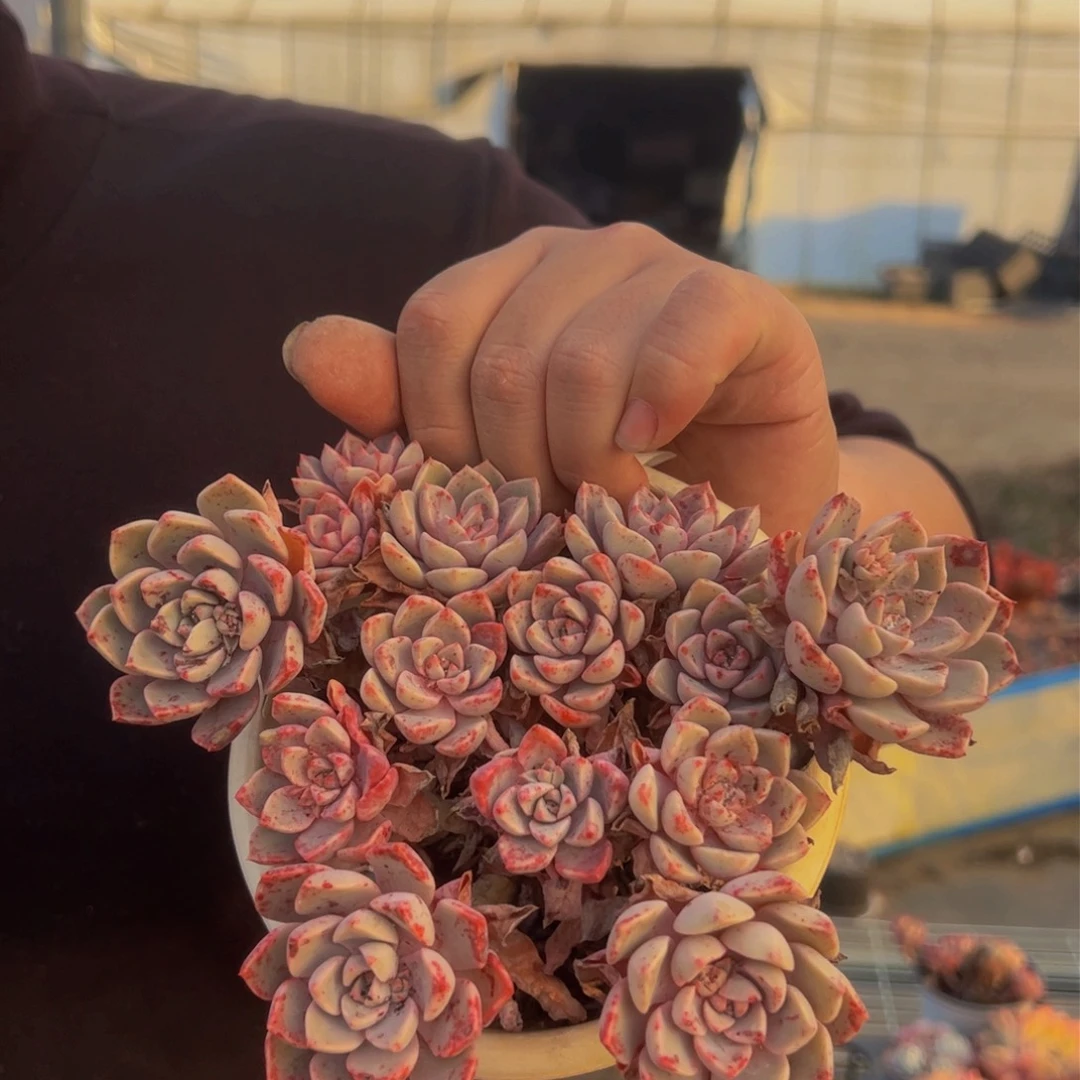 红粉佳人多肉植物