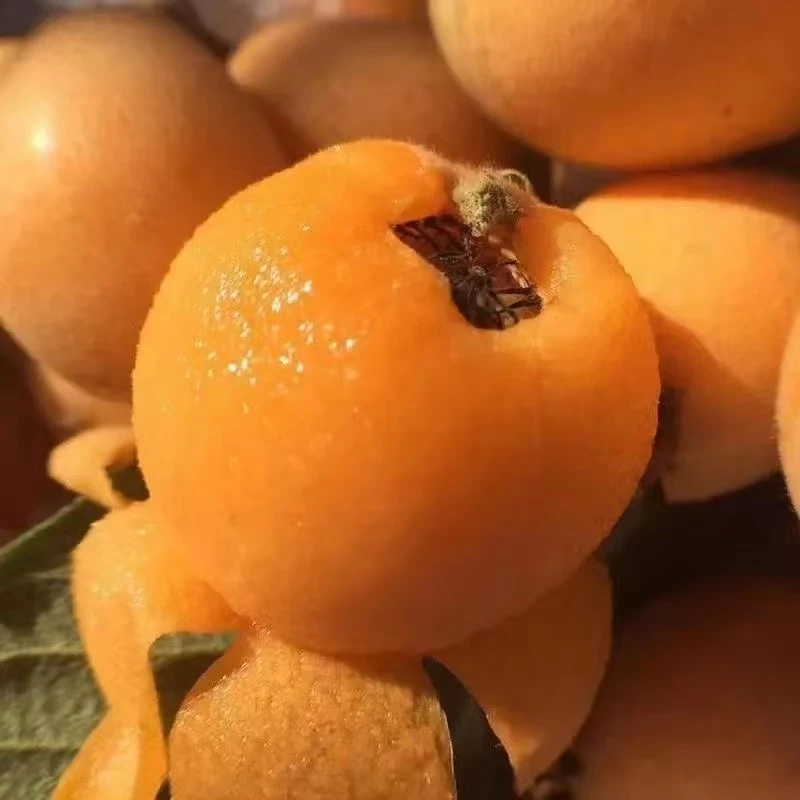 【陈支书代卖】高山露天 四川五星大枇杷3斤装 皮薄肉厚