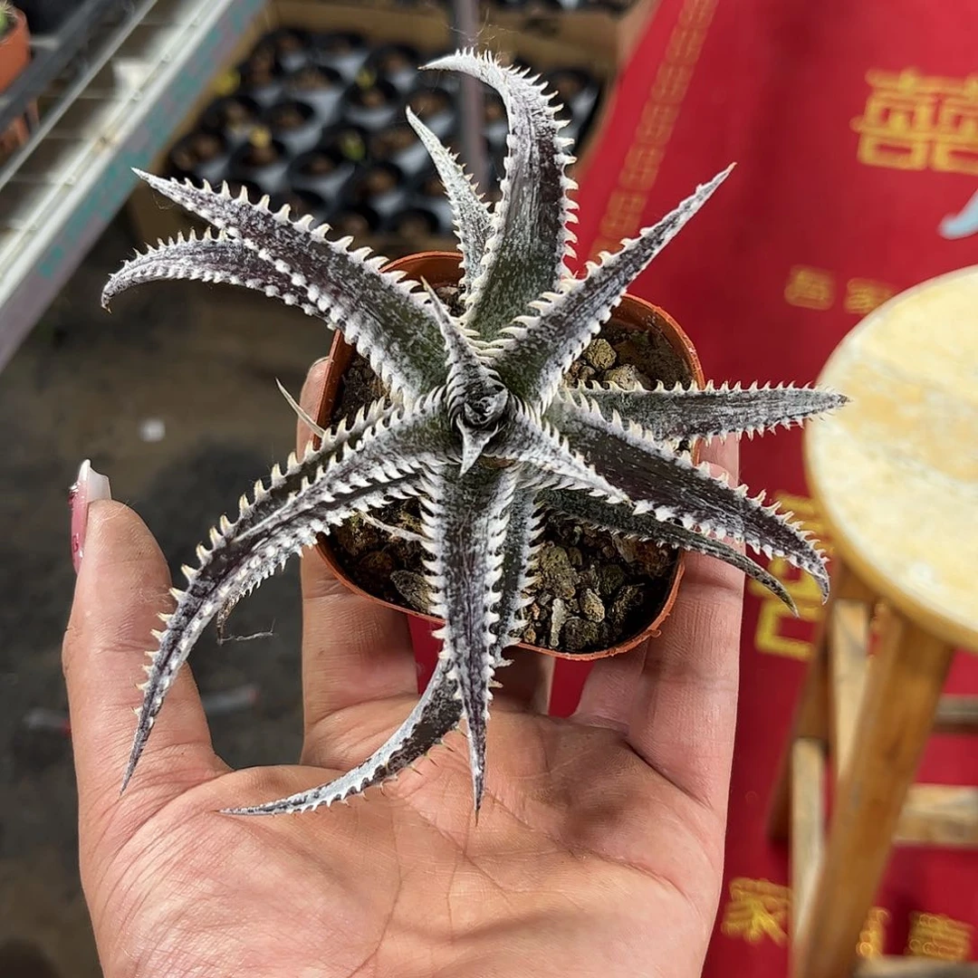 沙漠单头发货有根发货