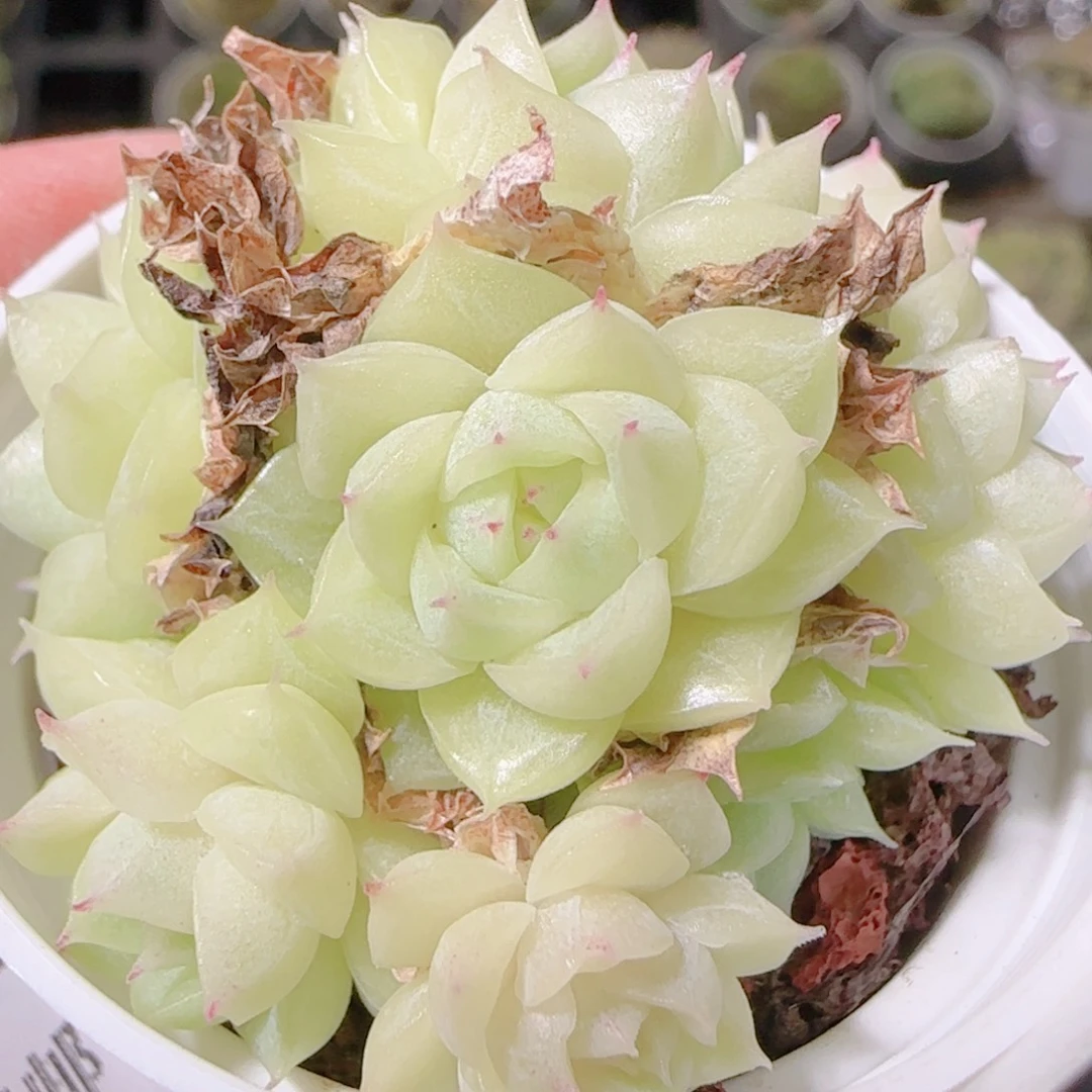 花语逸镜1104-397散