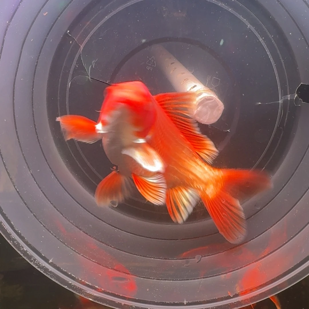 中国大陆红色蝴蝶鲤