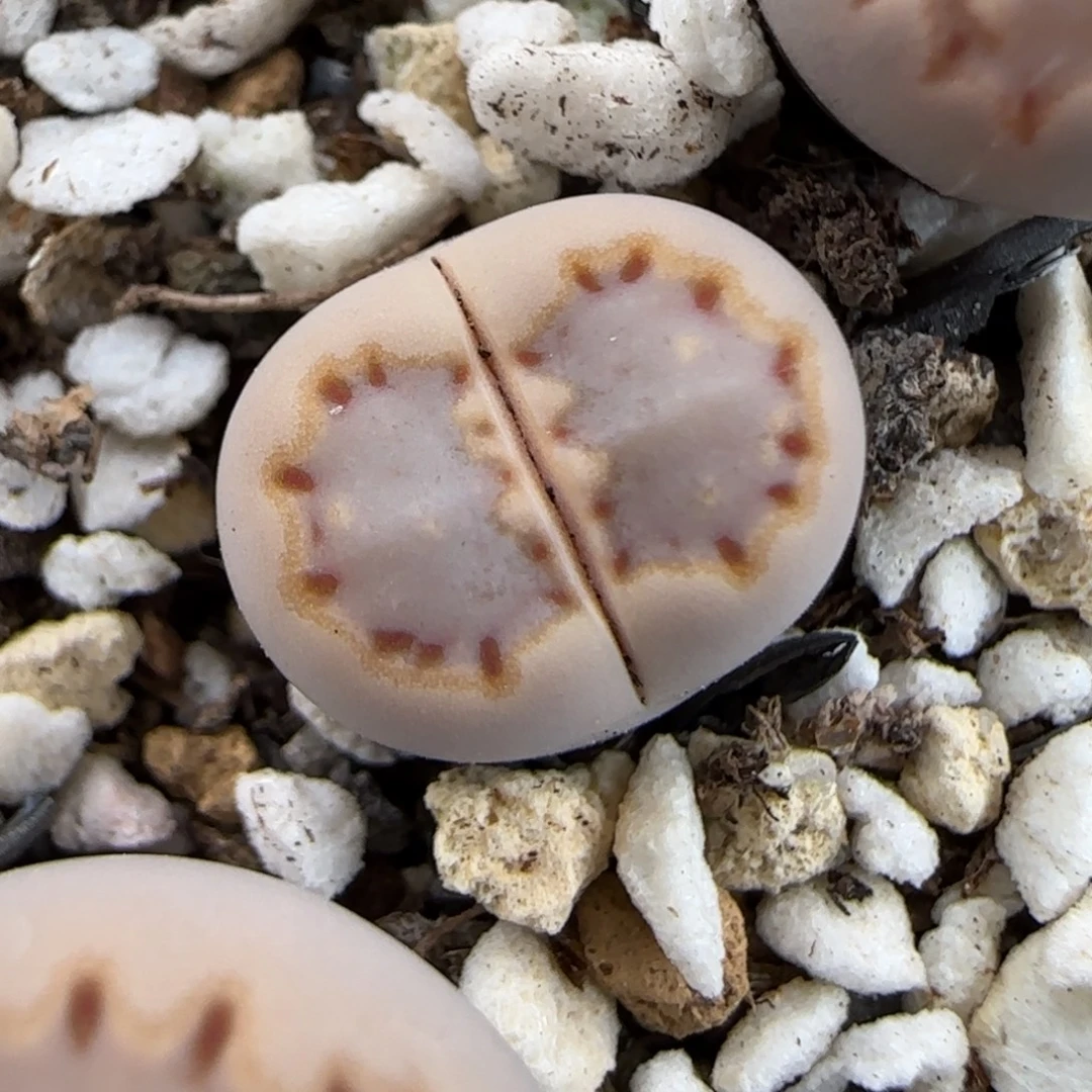 1.3.c24饼干.9036福利