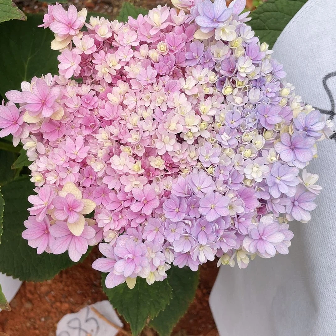 绣球切花一物一拍3枝起包邮，96