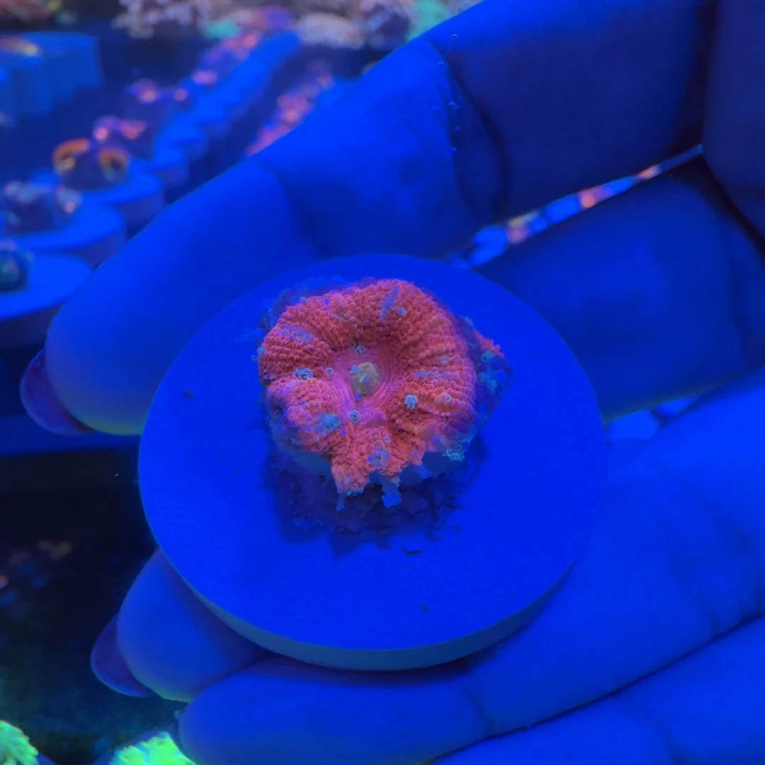 墨***烨菇珊瑚澳洲糖果脑