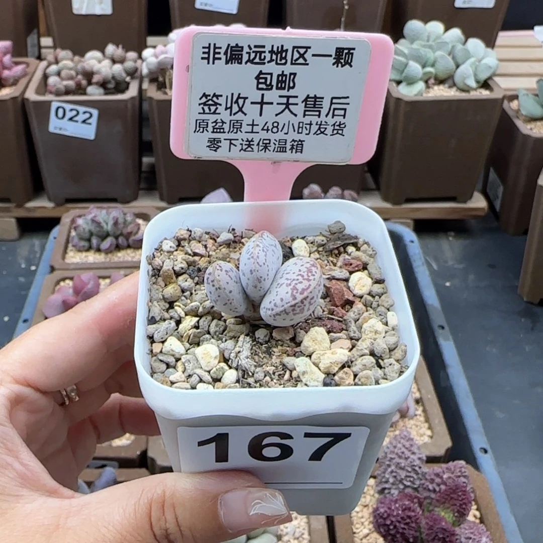 167红点粉蛋多肉植物