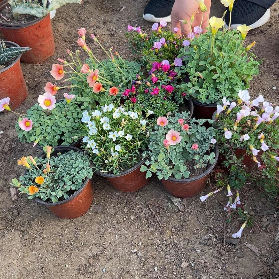 长***店多肉植物九个花色