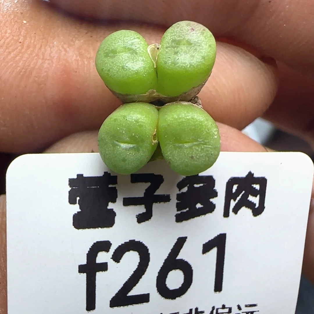 F纽扣4头。